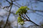 Photo: Acer platanoides 19.