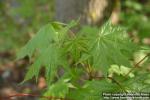 Photo: Acer platanoides 21.