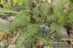 Photo: Achillea millefolium 22.