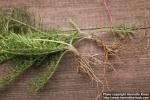 Photo: Achillea millefolium 23.