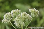 Photo: Achillea millefolium 25.