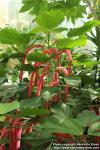 Photo: Acalypha hispida 2.