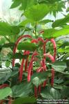 Photo: Acalypha Hispida 3.