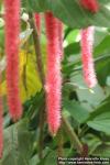 Photo: Acalypha hispida 4.