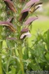 Photo: Acanthus spinosus 3.