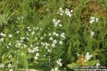 Photo: Achillea ptarmica 09.