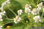 Photo: Achillea ptarmica 10.