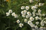 Photo: Achillea ptarmica 11.