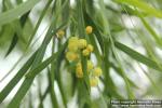 Photo: Acacia retinodes 7.