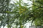 Photo: Acacia retinodes 9.