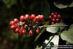 Photo: Actaea rubra.