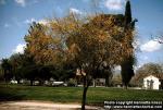 Photo: Acacia constricta.