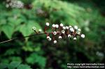 Photo: Actaea pachypoda.