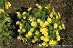 Photo: Adonis vernalis 5.