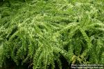 Photo: Adiantum pedatum 2.