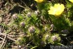 Photo: Adonis vernalis 9.