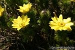 Photo: Adonis vernalis 10.