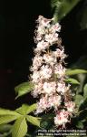 Photo: Aesculus hippocastanum 13.