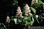 Photo: Aesculus hippocastanum 9.