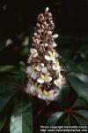 Photo: Aesculus indica 1.