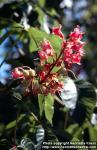 Photo: Aesculus x carnea.