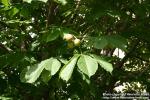 Photo: Aesculus 2.