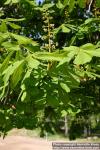 Photo: Aesculus 3.