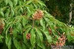 Photo: Aesculus pavia.