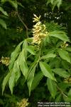 Photo: Aesculus flava 2.