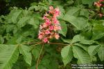 Photo: Aesculus x carnea 1.