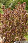 Photo: Aeonium arboreum.