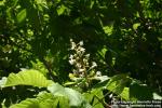 Photo: Aesculus.