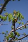 Photo: Aesculus hippocastanum 15.