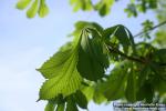 Photo: Aesculus hippocastanum 18.