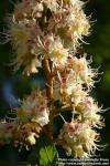 Photo: Aesculus hippocastanum 20.