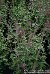 Photo: Agastache cana.