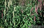 Photo: Agastache foeniculum 2.