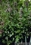 Photo: Agastache foeniculum.