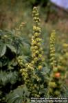 Photo: Agrimonia eupatoria.