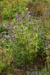 Photo: Agastache foeniculum 3.