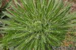 Photo: Agave filifera 3.