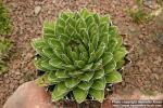 Photo: Agave victoriae reginae 3.