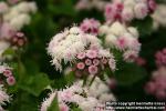 Photo: Ageratum houstonianum 3.