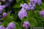 Photo: Ageratum houstonianum 4.