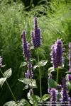 Photo: Agastache foeniculum 8.