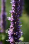 Photo: Agastache foeniculum 9.