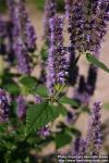 Photo: Agastache foeniculum 10.