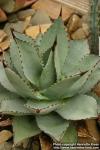 Photo: Agave parrasana.