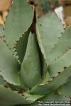 Photo: Agave parrasana 1.