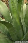 Photo: Agave salmiana 1.